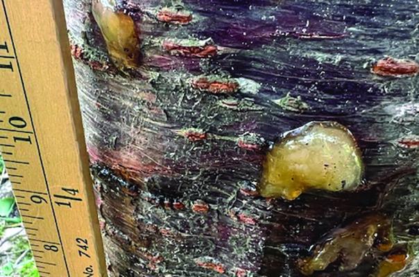 Cherry tree issues most likely wasp-like borers
