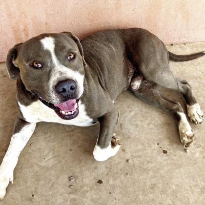 PET OF THE WEEK