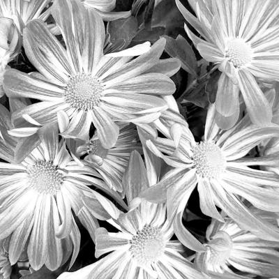 Trim back garden mums, and divide in late fall