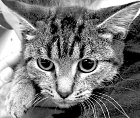 PET OF THE WEEK