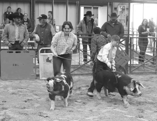 Local exhibitors show their pigs during the Big Bend Livestock Show’s annual event. Avalanche photo