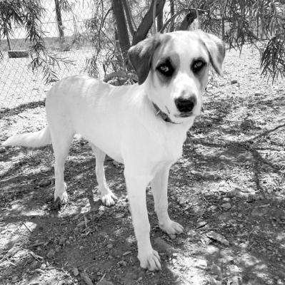 PET OF THE WEEK