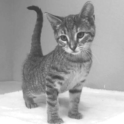 PET OF THE WEEK