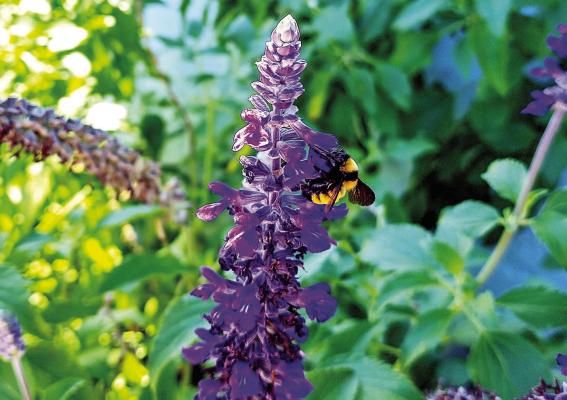 Native Plant Society in need of volunteers