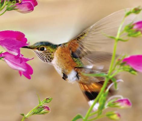 Rufous Hummingbird on penstemon. Photo by Gail Diane Yovanovich