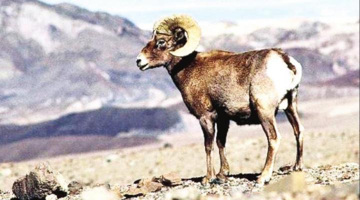 Desert bighorn sheep in Big Bend National Park
