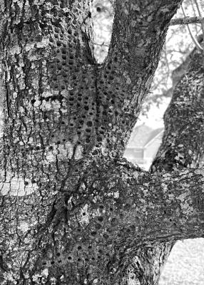 Woodpeckers not a serious problem for trees