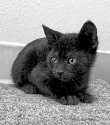 PET OF THE WEEK