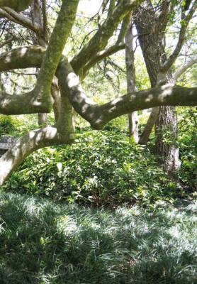 In my experience, crape myrtles aren’t invasive