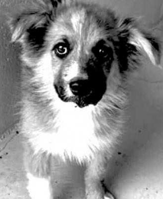 PET OF THE WEEK