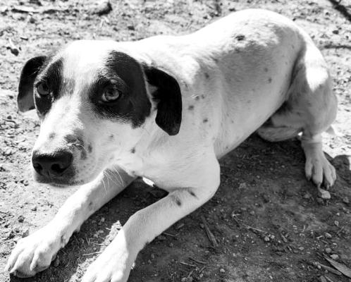 PET OF THE WEEK