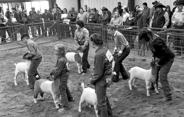Area 4-H and FFA exhibitors presented their market goats for judging this past Friday at the Big Bend Livestock Show. Photo by Felipe Fierro