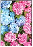 Hydrangeas hate alkaline soil