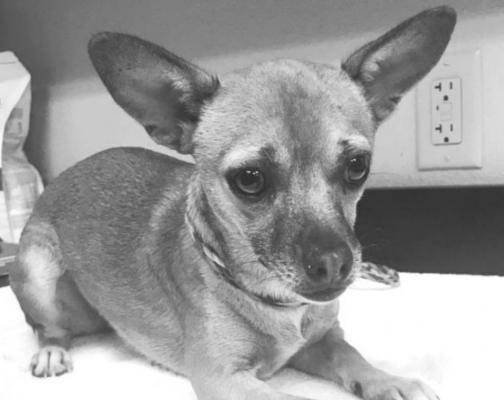 PET OF THE WEEK