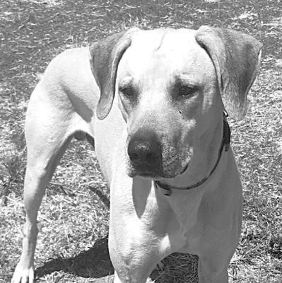 PET OF THE WEEK