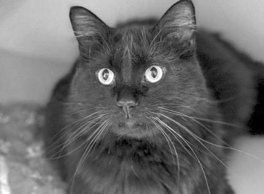 PET OF THE WEEK
