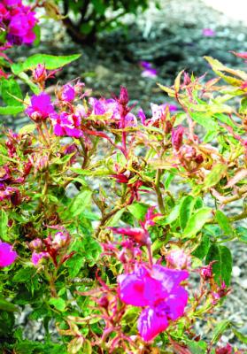 No cure for rose rosette virus