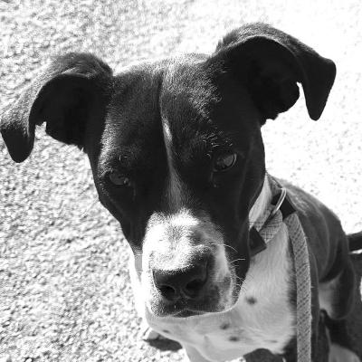 PET OF THE WEEK