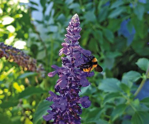 The Sonoran bumblebee (above) is thought to possibly be a subspecies of the threatened American bumblebee, according to Texas Parks and Wildlife. Bumblebees were once seen prolifically around the area but have declined considerably in the last decade or more. Photo by Kara Gerbert