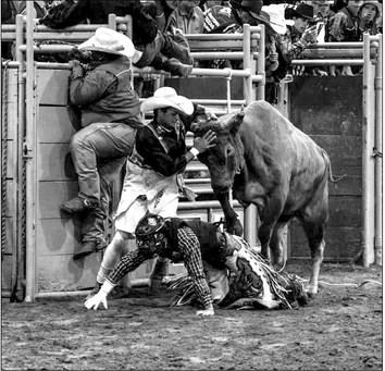 Sul Ross kicked off their Rodeo Week on Tuesday with the campus cattle drive. Performances begin tonight and continue through Saturday evening. Courtesy photo