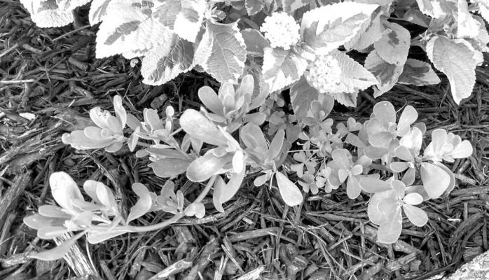 Mystery plant should be removed with haste
