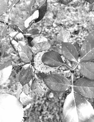 A myriad of reasons can cause rose leaves to turn colors