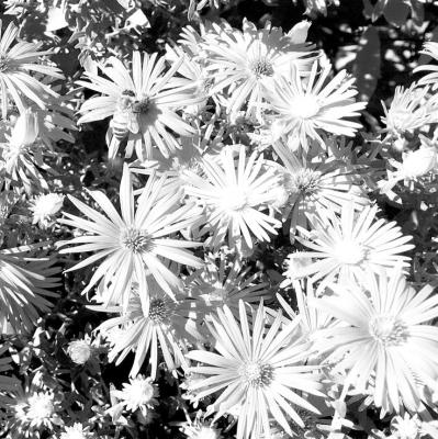 Fall aster with bee.