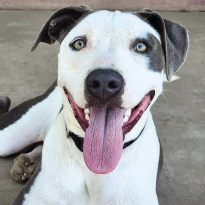 Meet Star