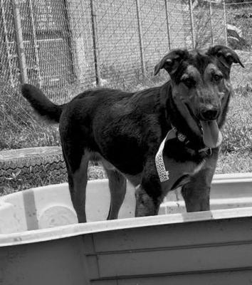 PET OF THE WEEK