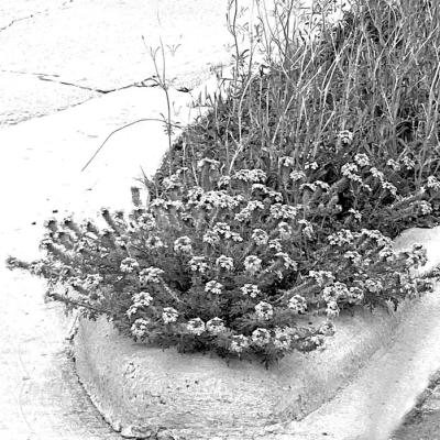 Wait for seeds to drop before mowing