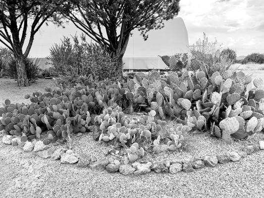 One of CDRI’s main projects is propagation of the multitude of succulents found within the Chihuahuan Desert, such as this variety of prickly pear cactus. Photo by Traci Martin