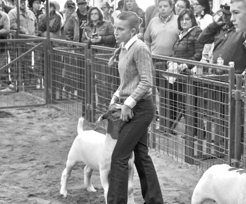 Big Bend Livestock Association Show