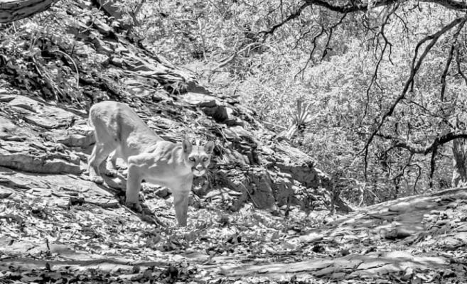 Petition filed urging mountain lion conservation