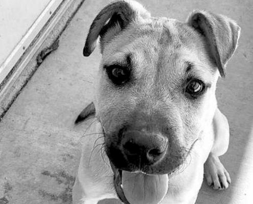 PET OF THE WEEK