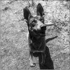 PET OF THE WEEK