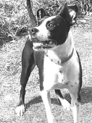 PET OF THE WEEK