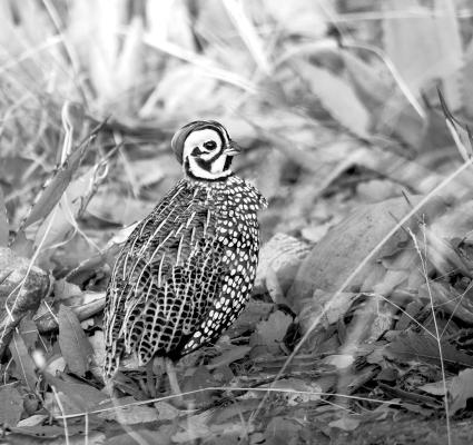 Quail Coalition funds BRI Montezuma quail study