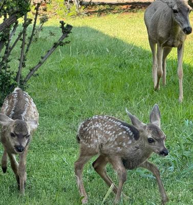 A doe shows off her twin fawns in Alpine resident Walter Frerck’s yard. Photo courtesy of Walter Frerck