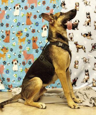 PET OF THE WEEK