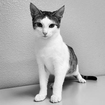 Pet of the Week
