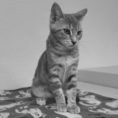 PET OF THE WEEK