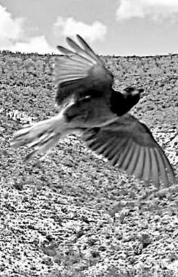 A game camera on a private ranch in south Brewster County showed a Green Jay far from its normal range. Courtesy photo