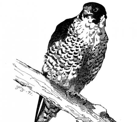 Peregrine Falcon. Illustration by Gail Diane Yovanovich