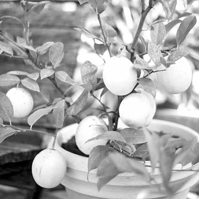 Heat sources pertinent to plant protection in greenhouses