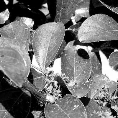 Crepe myrtle aphids, honeydew, and beginning of black sooty mold.