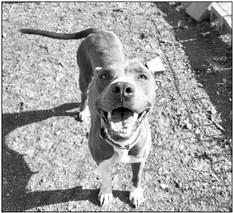 PET OF THE WEEK