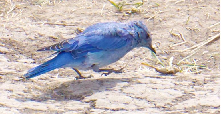 Mountain Bluebird zeroes in on a grasshopper. Photo by Curtis Martin