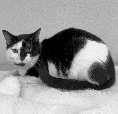 PET OF THE WEEK