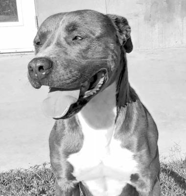 PET OF THE WEEK