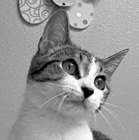 PET OF THE WEEK